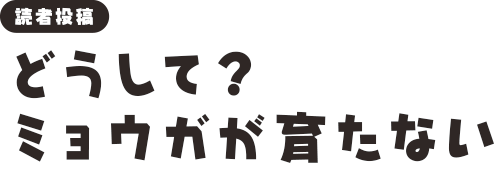 [読者投稿]どうして？ミョウガが育たない